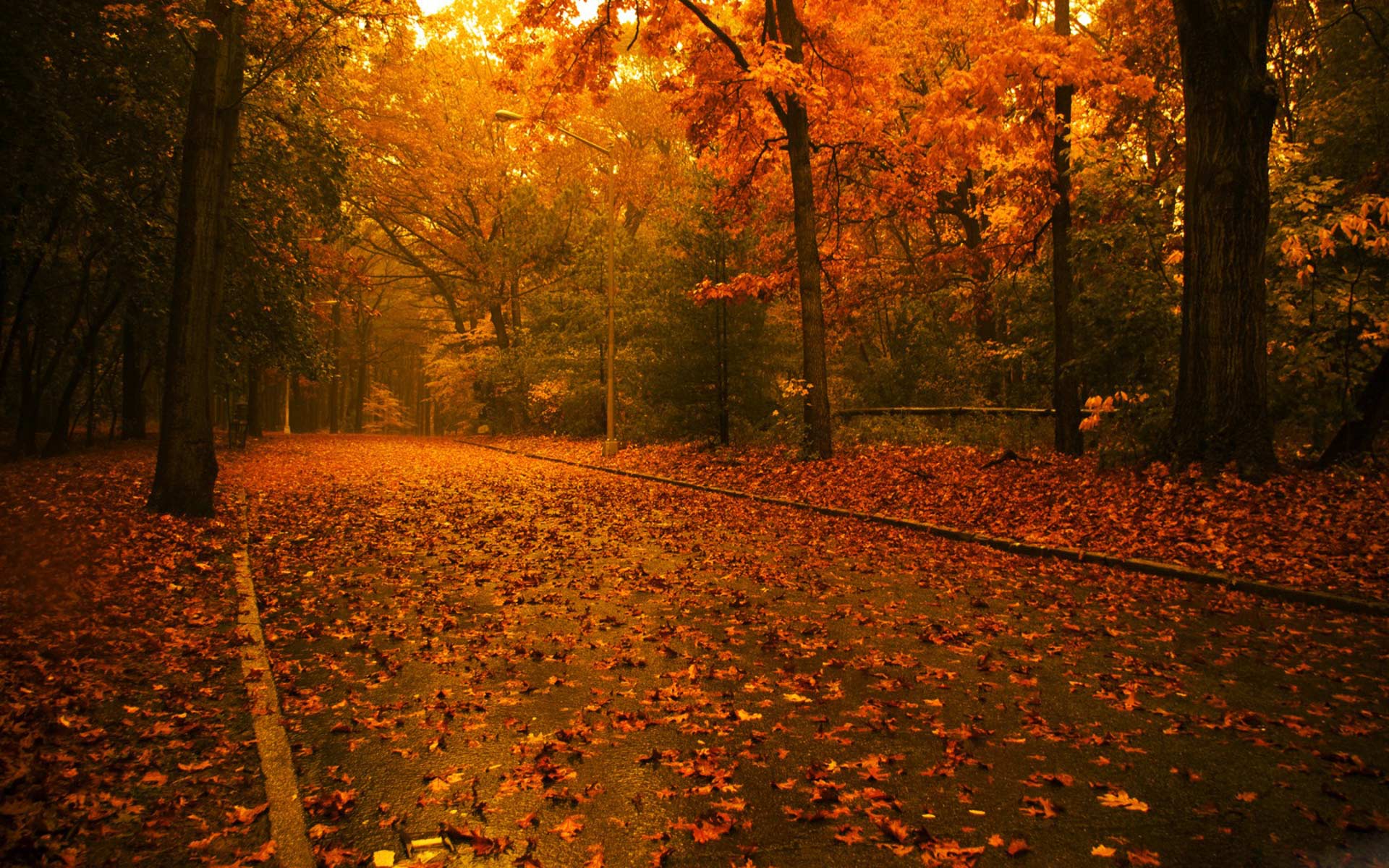 Desktop Wallpaper · Gallery · Nature · Golden autumn park. Free