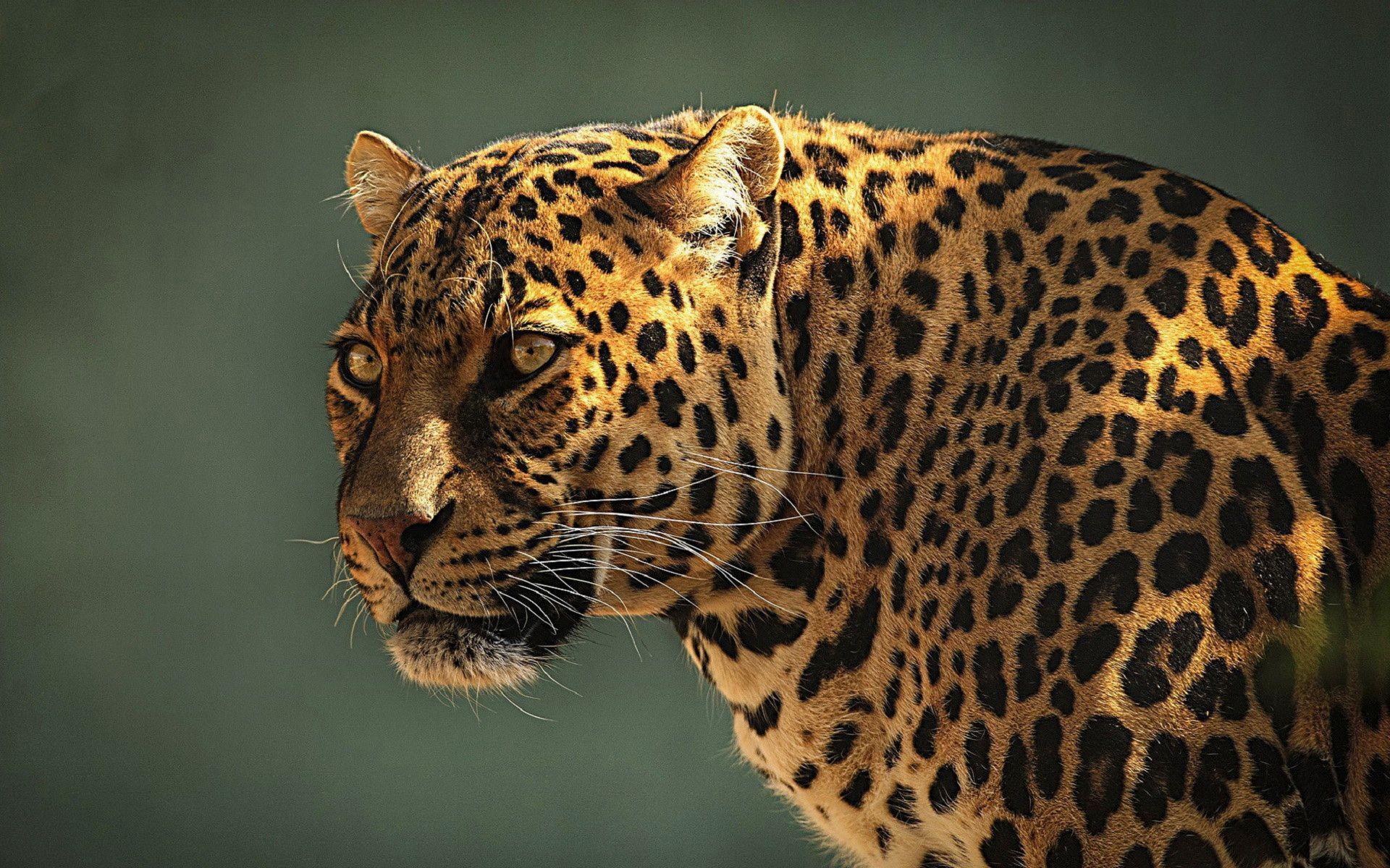 Download wallpaper leopard, wildcat, predator, snout free desktop