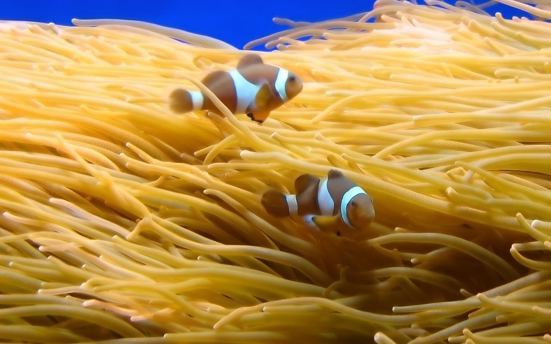 Clownfish background Wallpaper. High Quality Wallpaper, Wallpaper