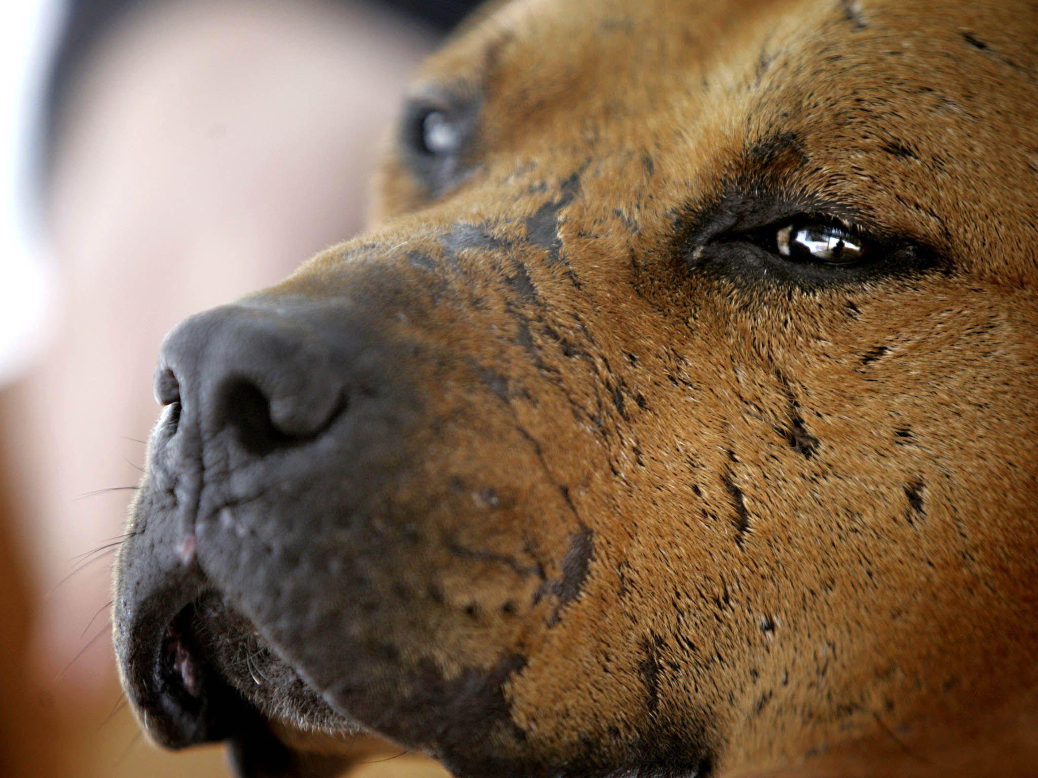 A scarred pit bull rescued from Michael Vick&;s dogfighting