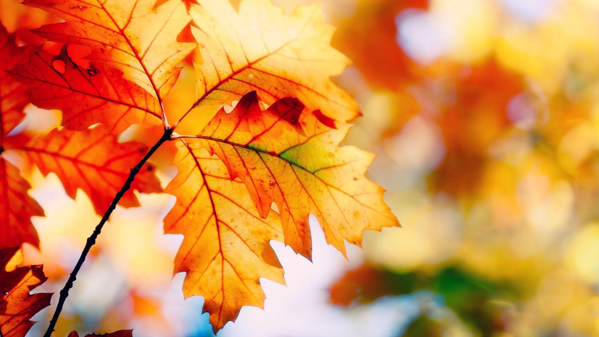 The Harmony Of Autumn Wallpaper For 1920x1080 Hdtv 1080p 2439 15
