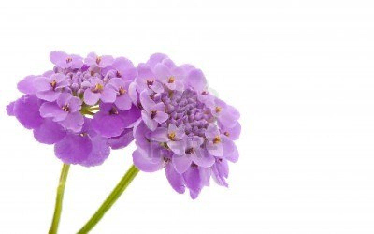 Free Download Purple Flower White Backgroundpurple Flower Isolated