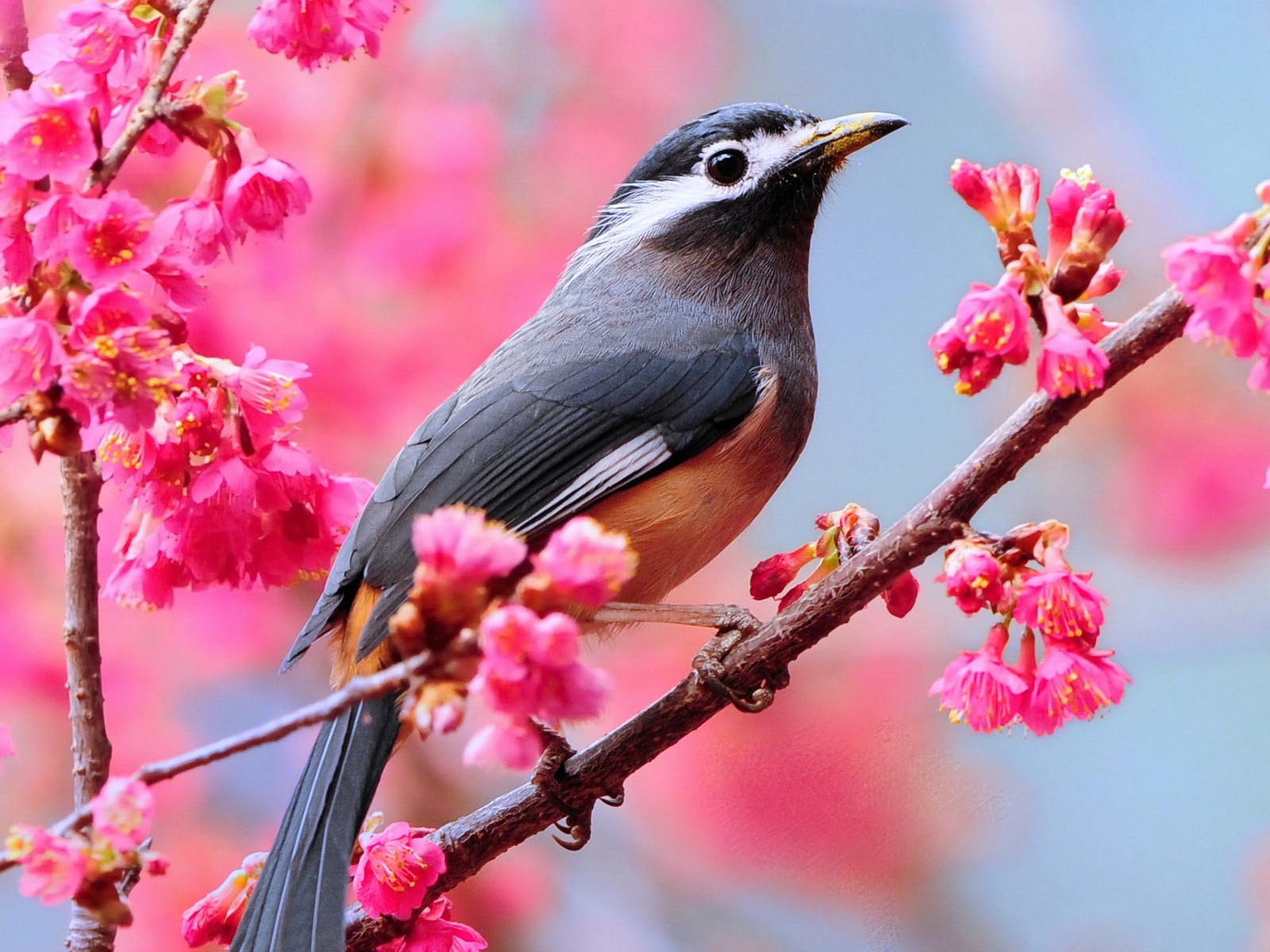 spring backgrounds with birds