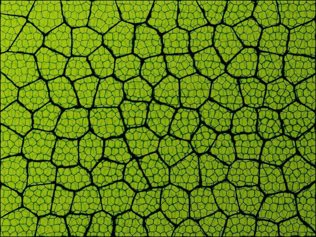 Leaf Texture. Photo and Desktop Wallpaper
