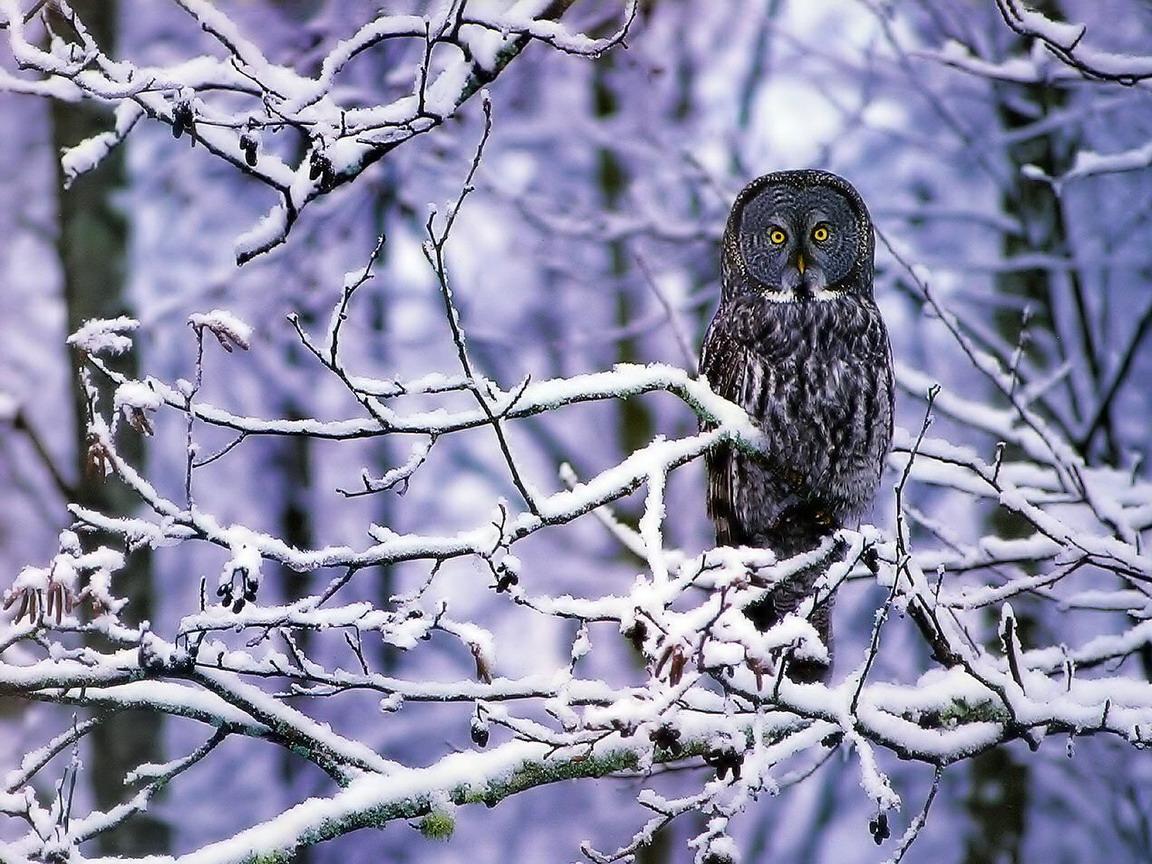 Owl on snowy tree free desktop background wallpaper image