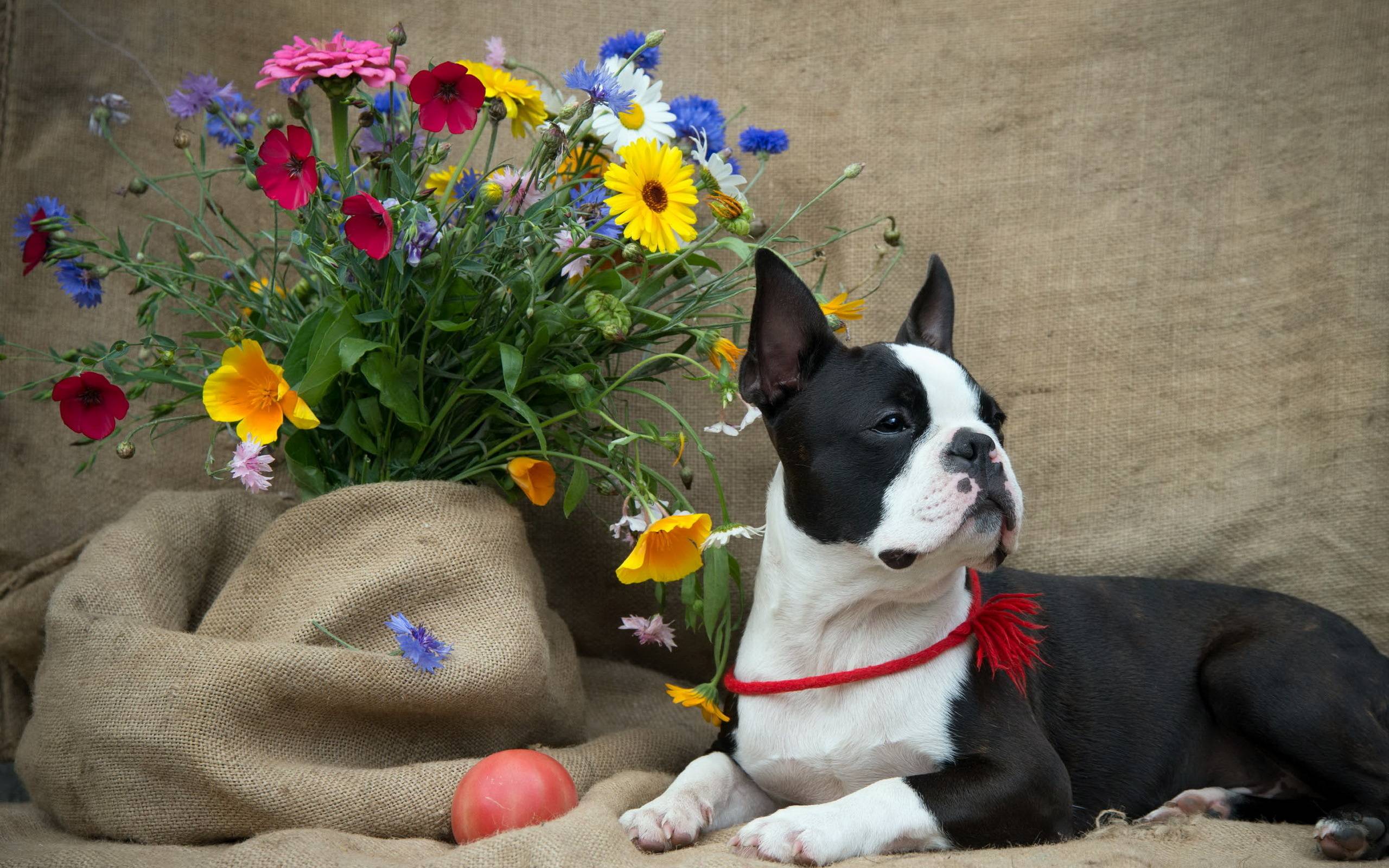 Boston Terrier flowers dog wallpaperx1600