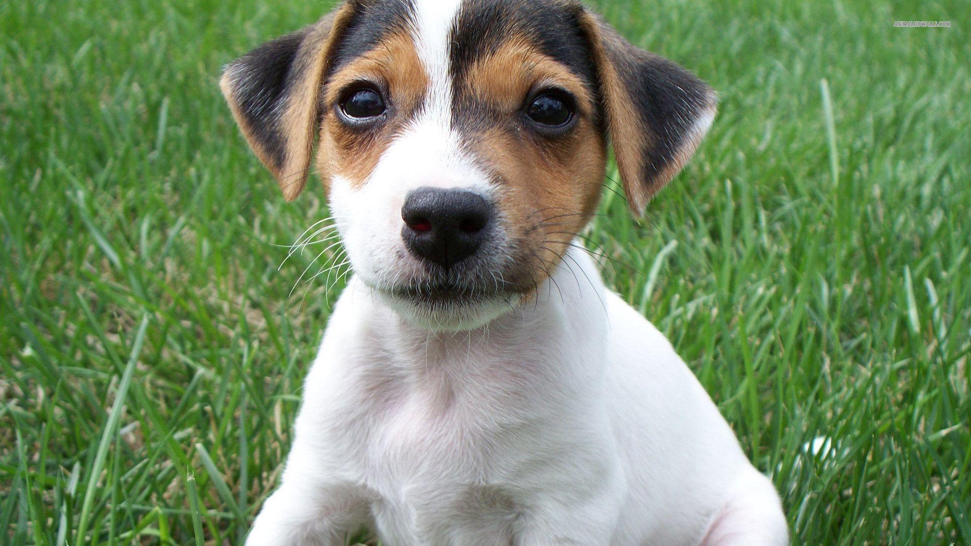 Jack Russell Terrier puppy wallpaper #