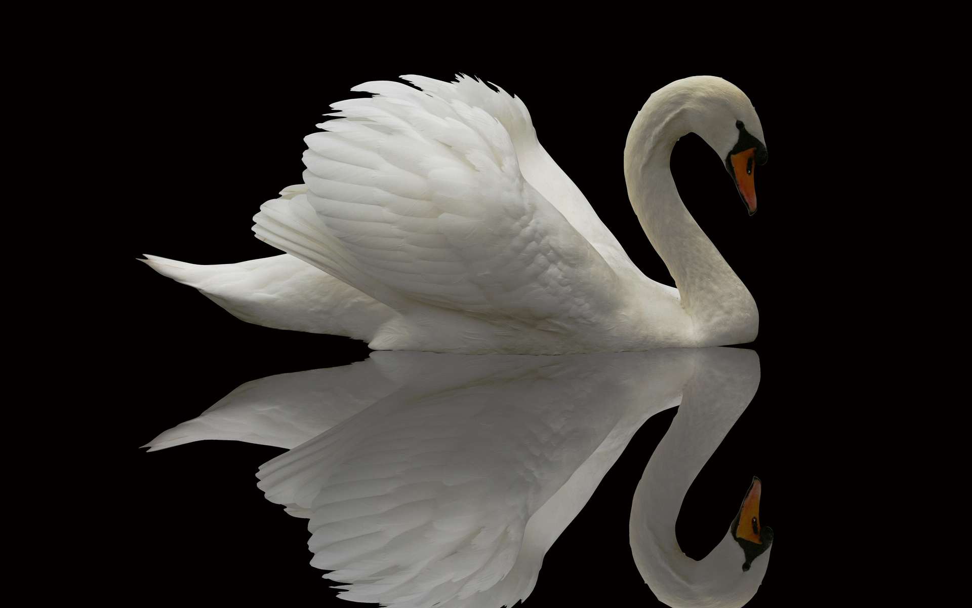 White Swan Background Images, HD Pictures and Wallpaper For Free Download |  Pngtree