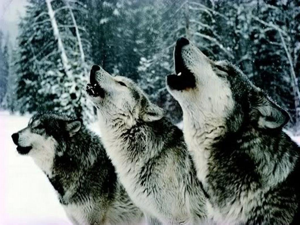 image For > Anime Wolves Howling Wallpaper