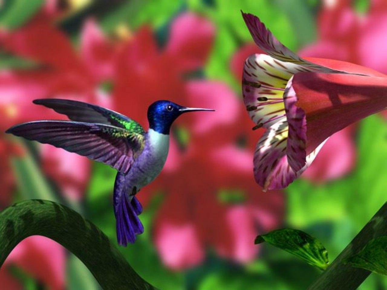 Colorful Hummingbirds Wallpaper