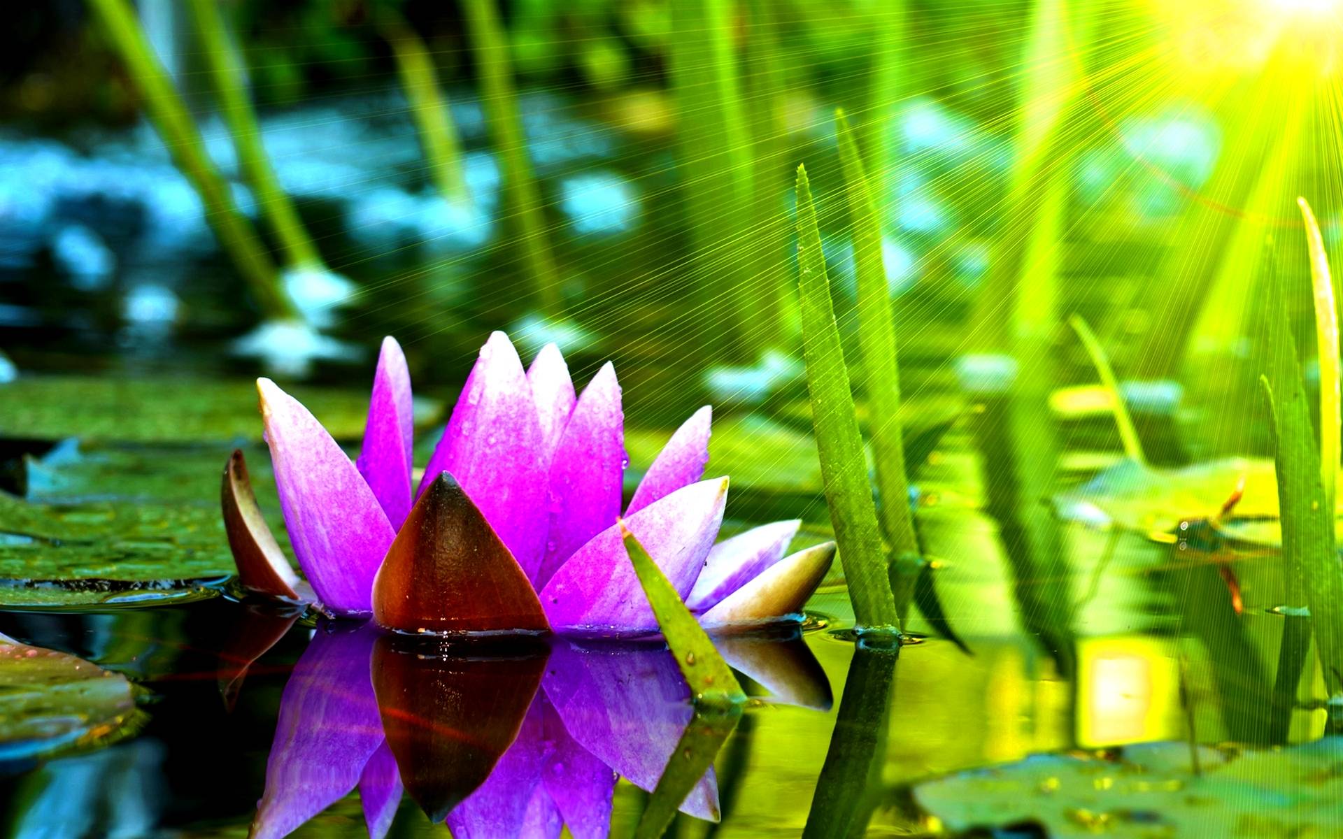 Sunshine Water Lily Wallpaper IPhone Wallpaper. Wallpaper