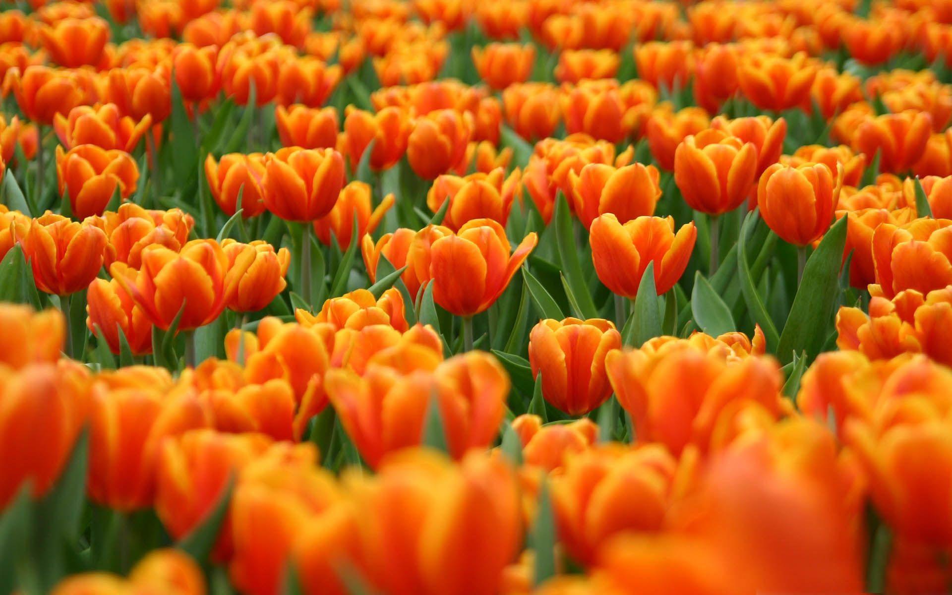 Orange Tulips Spring Flower Free Wallpaper 1200×1920. Cool PC