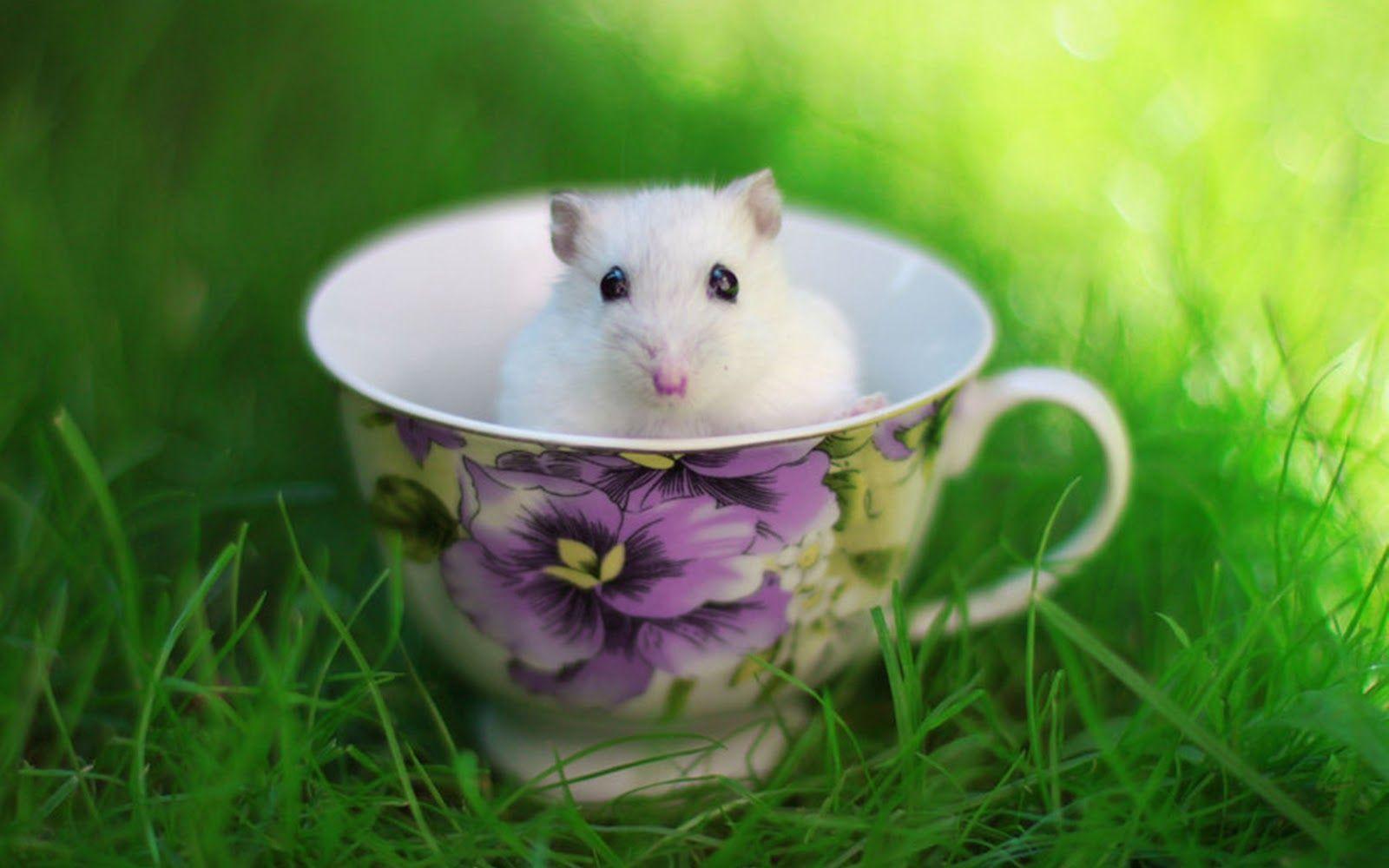 Cute Hamster wallpaper