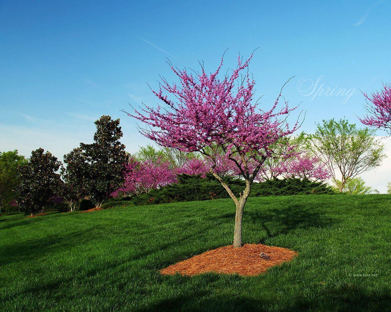 wallpaper computer free