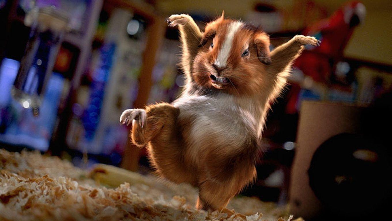 Free Karate Guinea Pig Wallpaper Download The 1360x768PX