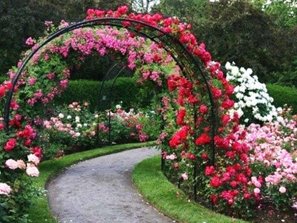 Flowers For > Rose Garden Wallpaper