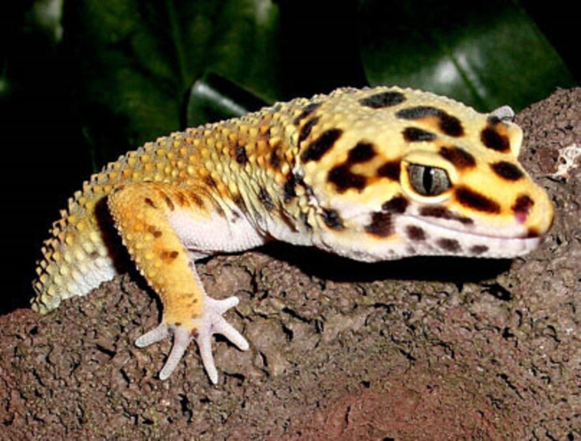 Leopard Gecko Wallpaper. Animal HD Wallpaper