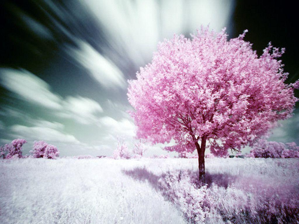  Pink  Nature Wallpapers  Wallpaper  Cave