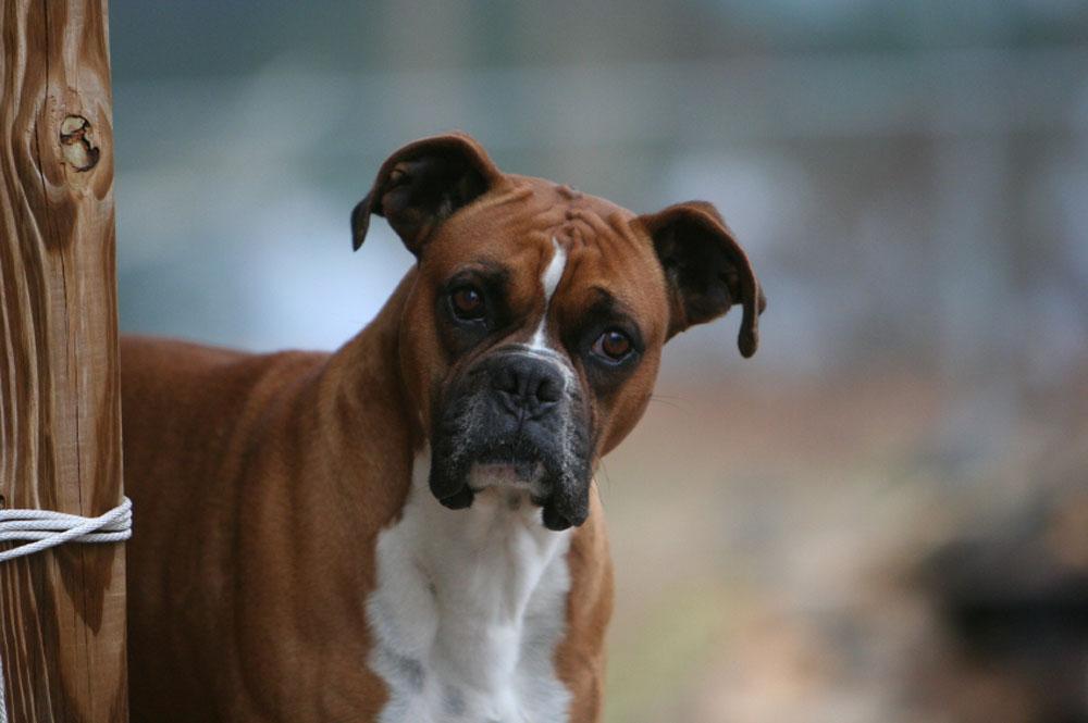 Free wallpapers Curious boxer dog wallpapers