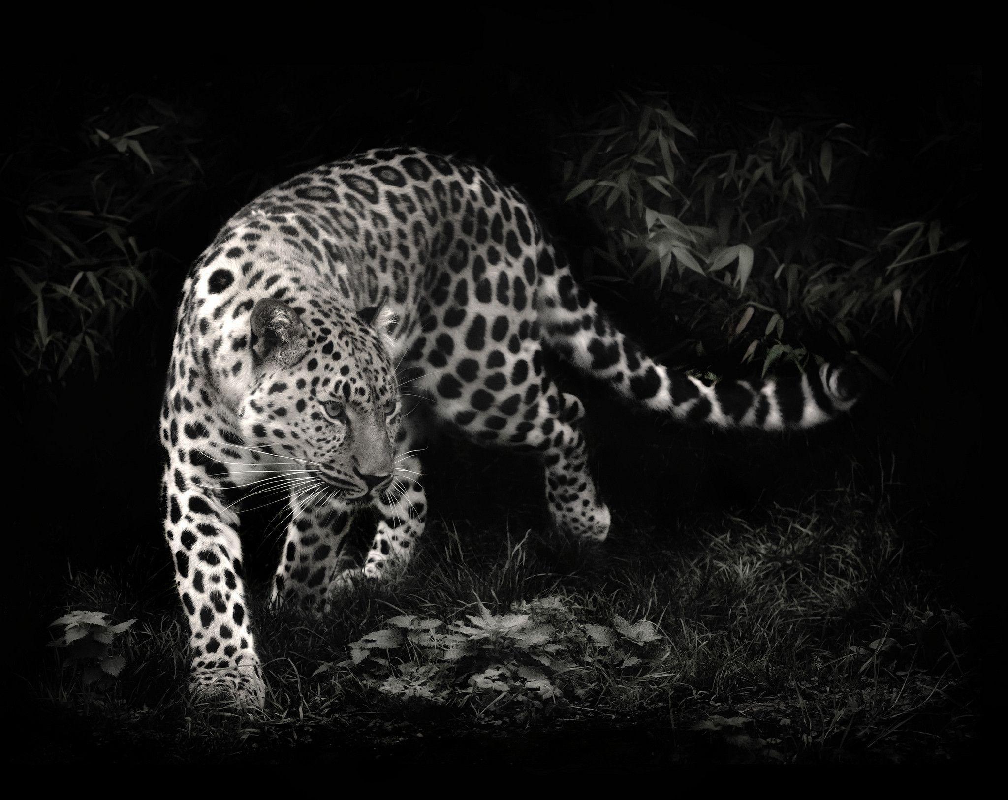 Leopard Wallpaper, Leopard, Predator, Black And White Photo