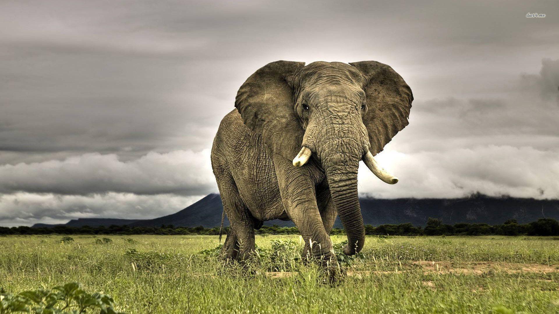 Image For > Elephant Wallpapers Desktop