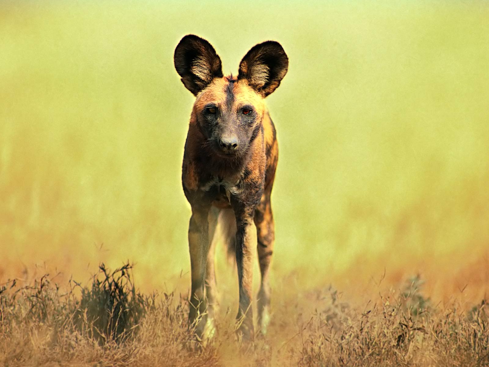 Desktop Wallpaper · Gallery · Animals · Hyena. Free Background