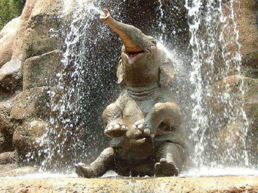 Baby Elephant In Waterfall Wallpaper Wallpaper. ForWallpaper