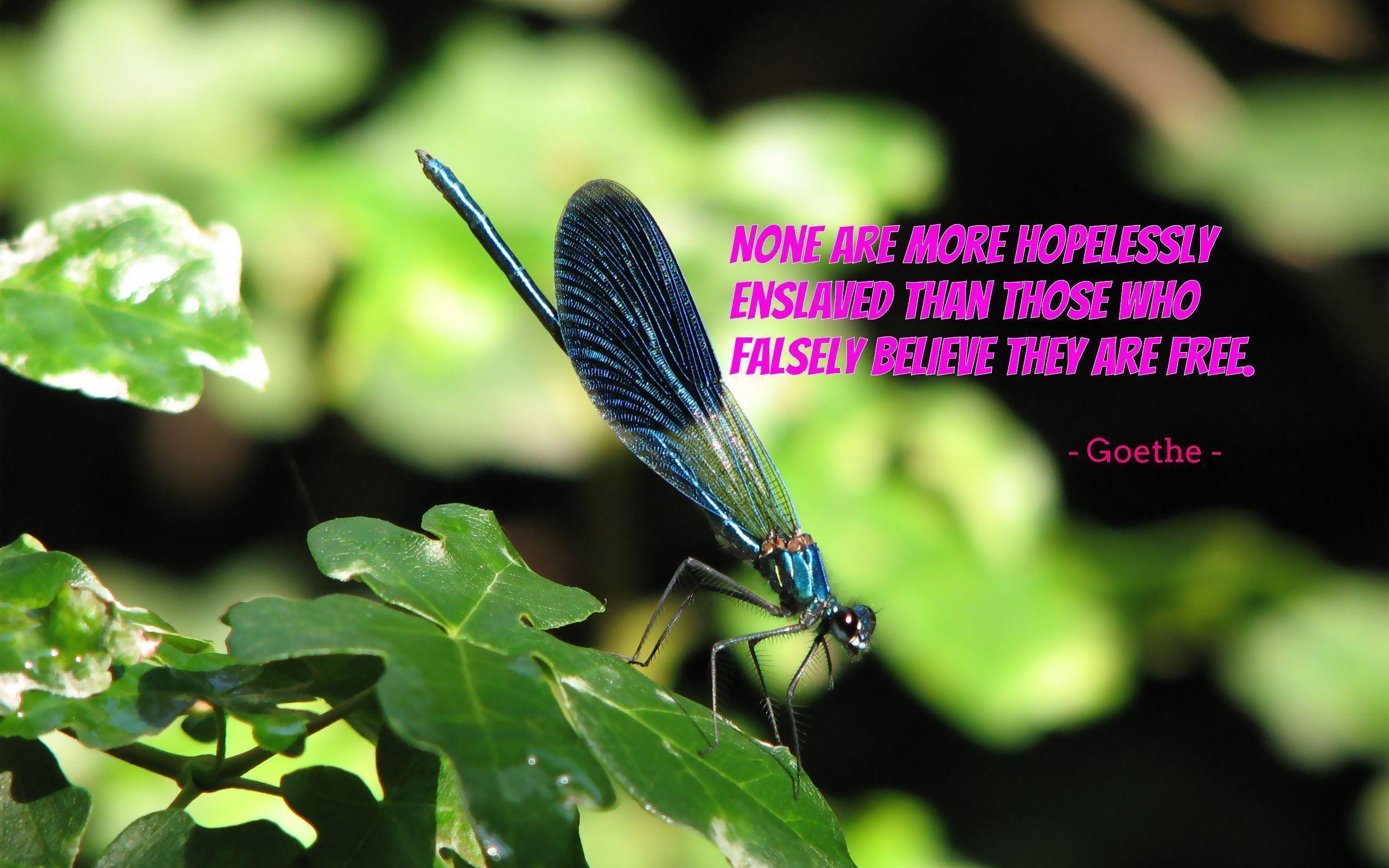 None are more hopelessly enslaved. wallpaper - #