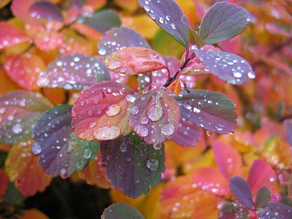 rain drops on colorful leaves wallpaper