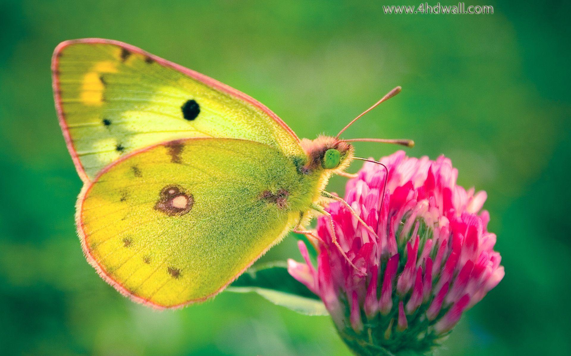 butterfly HD wallpaper
