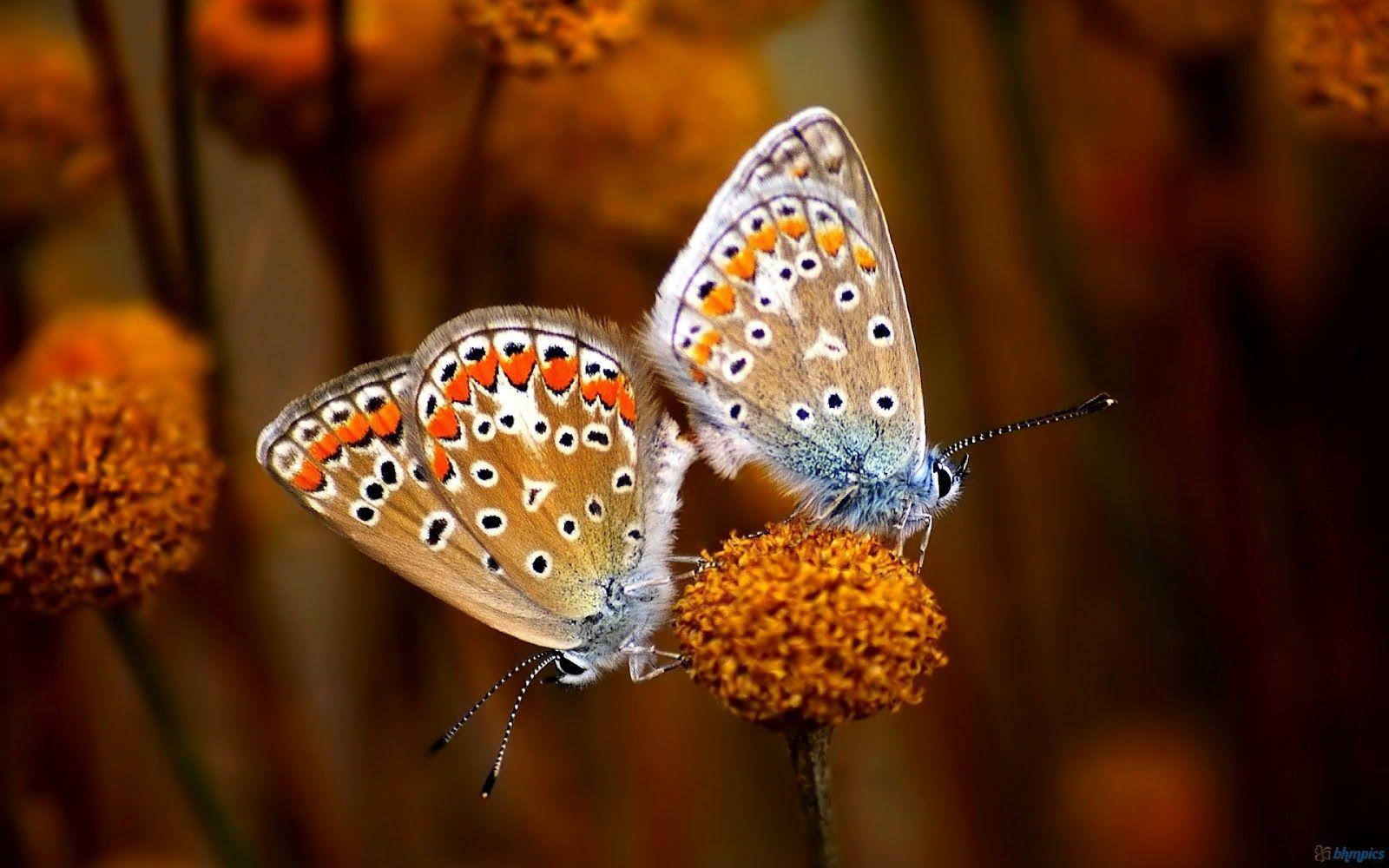 True Love Wallpaper HD