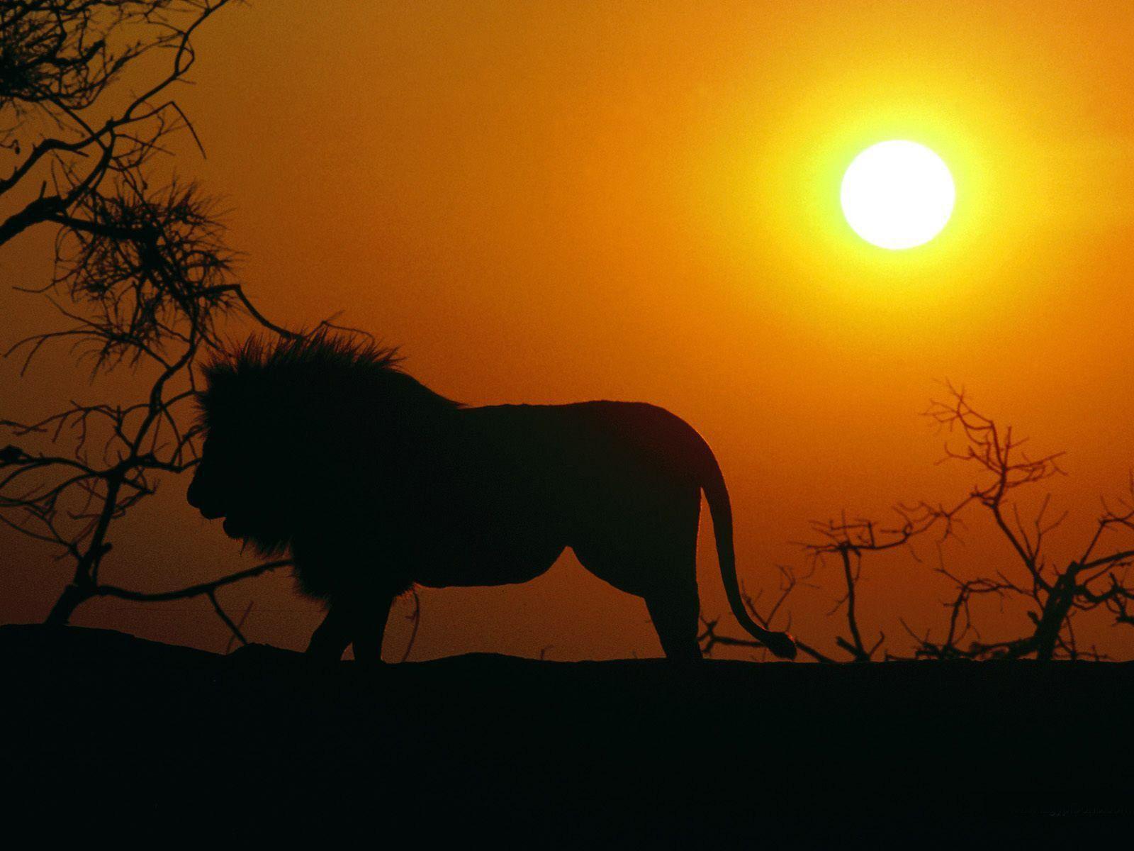 lion silhouette wallpaper - Image And Wallpaper free to