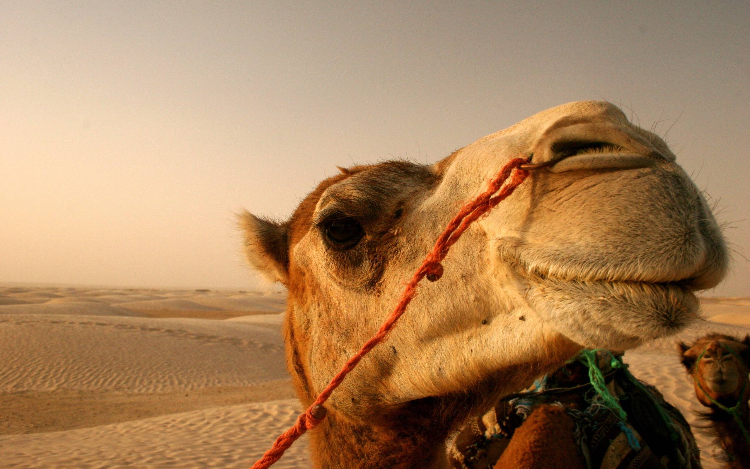 Head Portrait of Camel in the Desert Wallpaper and Photo Download