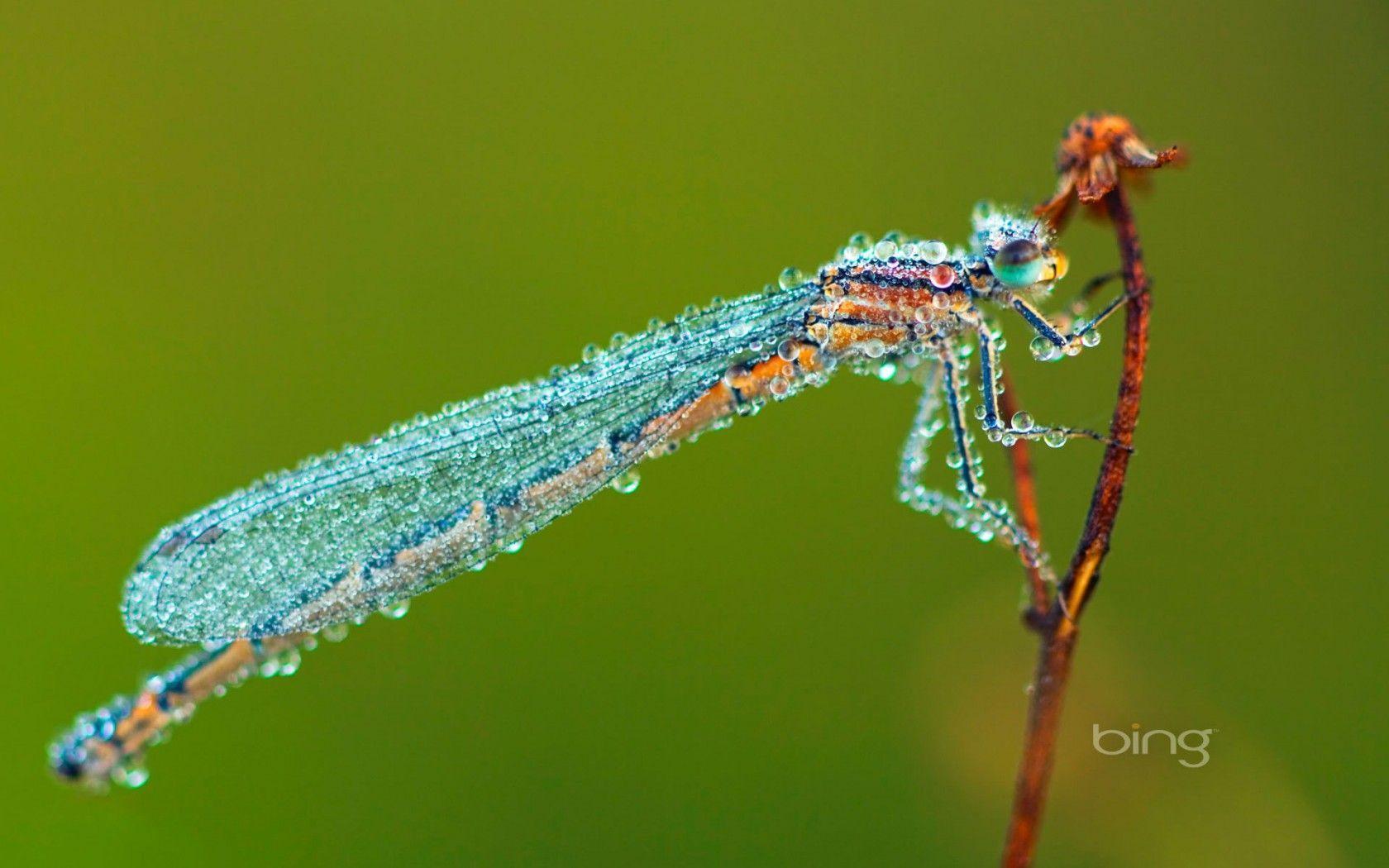 Dragonfly with Water Drops. Macro Photo and Wallpaper