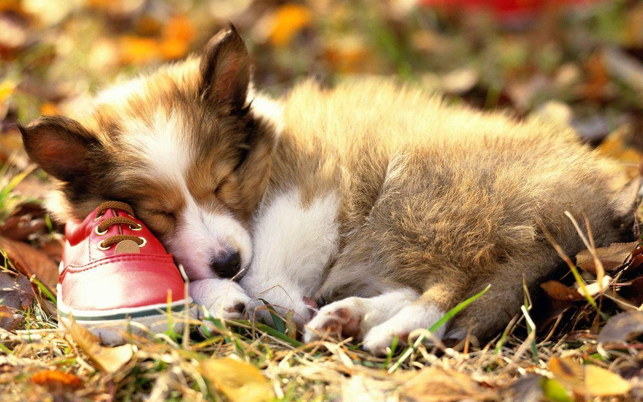Shetland Sheepdog Puppy, Cute Wallpaper