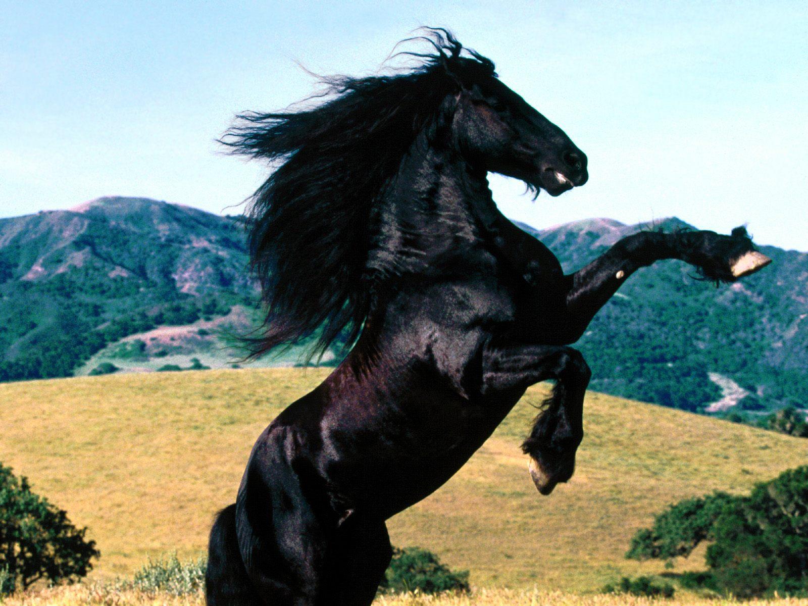 Friesian black horse free desktop background wallpaper image