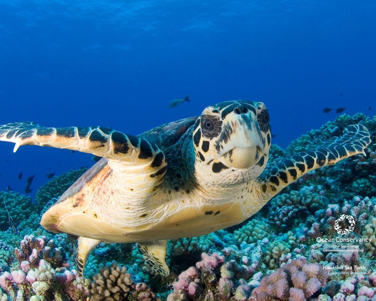 Top 999+ Sea Turtle Wallpaper Full HD, 4K✓Free to Use