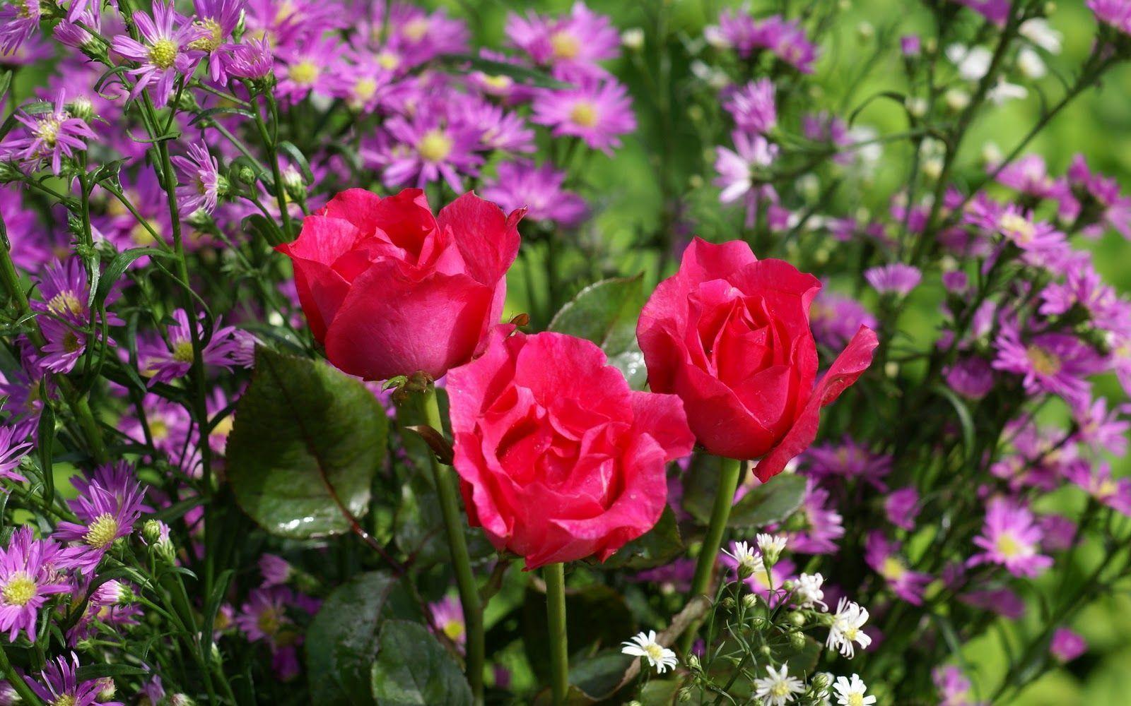 Beautiful Roses Wallpaper For Desktop HD Widescreen 11 HD