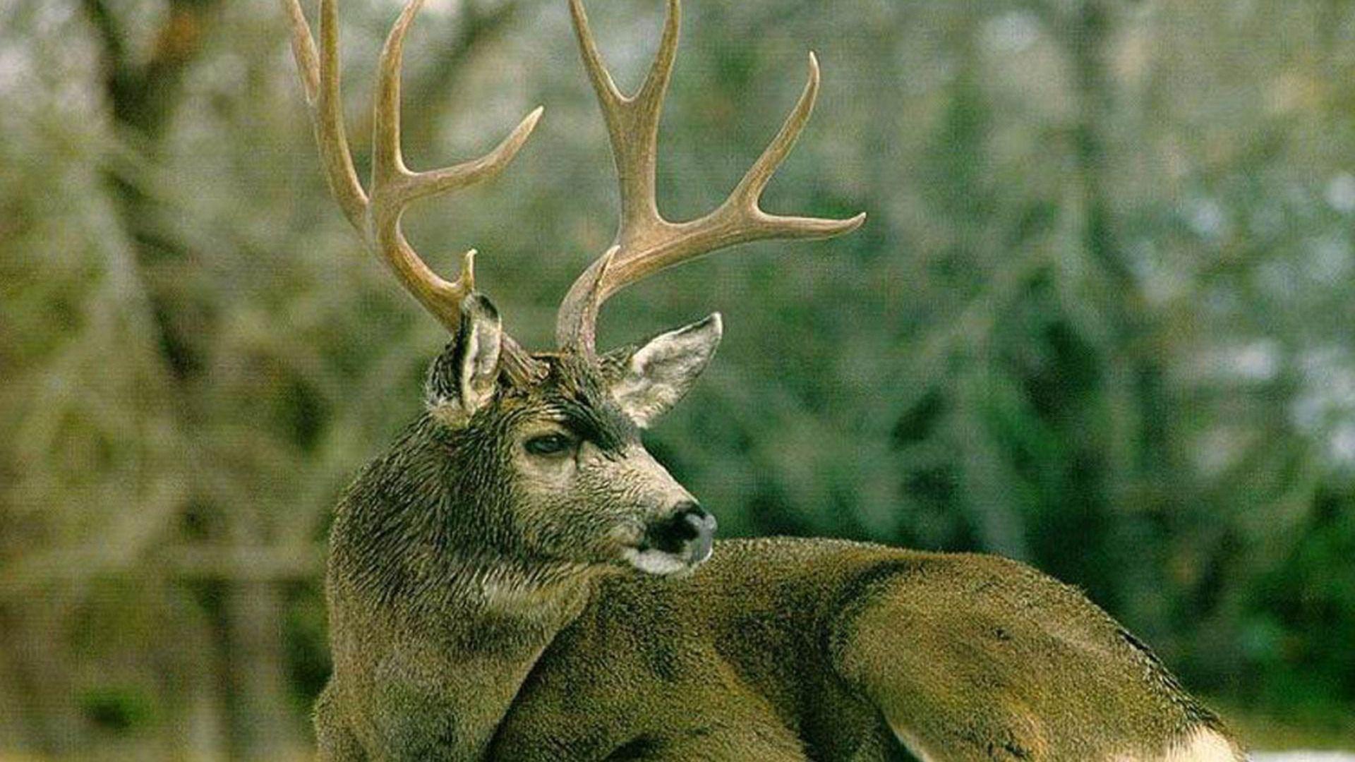 Mule Deer Lying Down Whitetail Fawn Buck HD wallpaper #