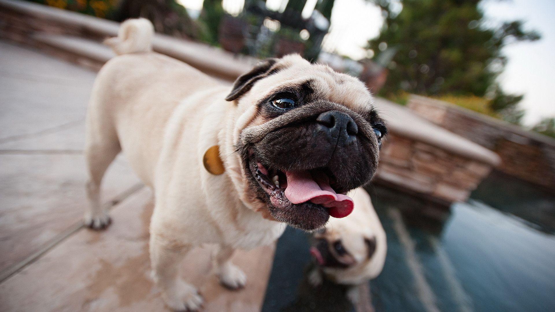 Pug Dog Wallpaper HD