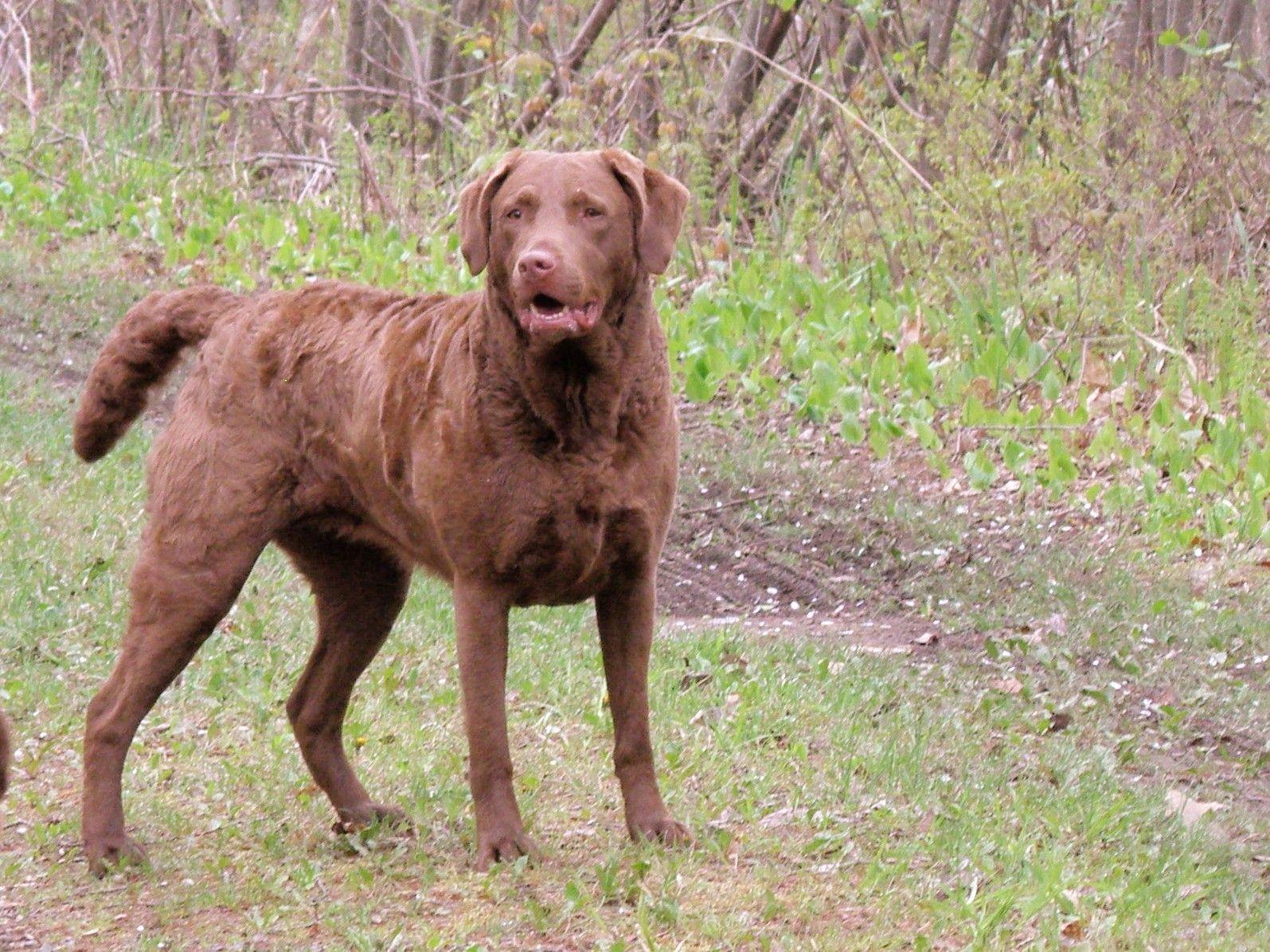 Chesapeake Bay Retriever dog in the forest photo and wallpaper