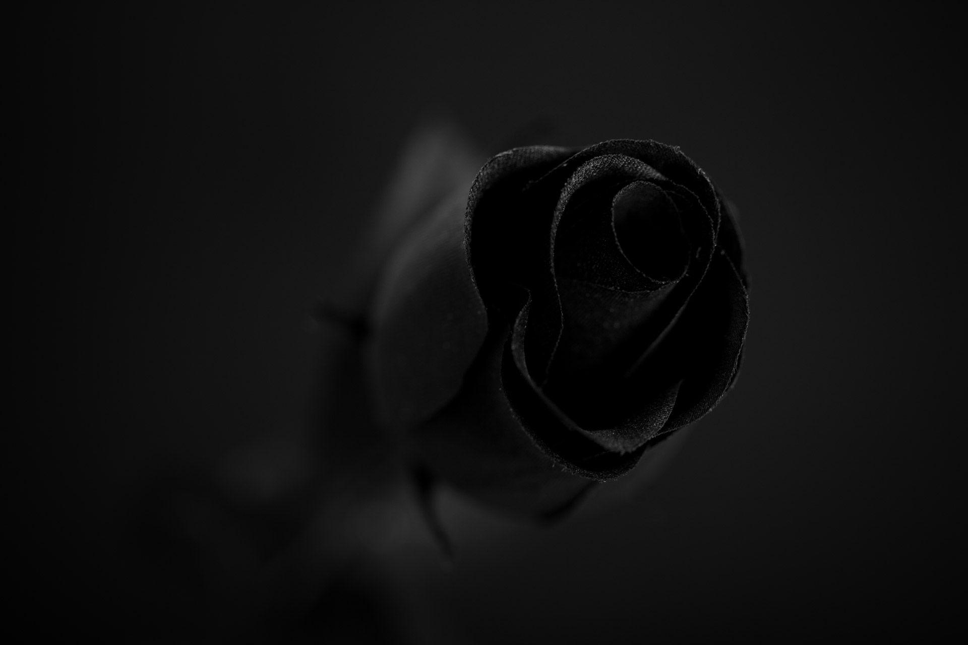 Black Rose Wallpaper 1