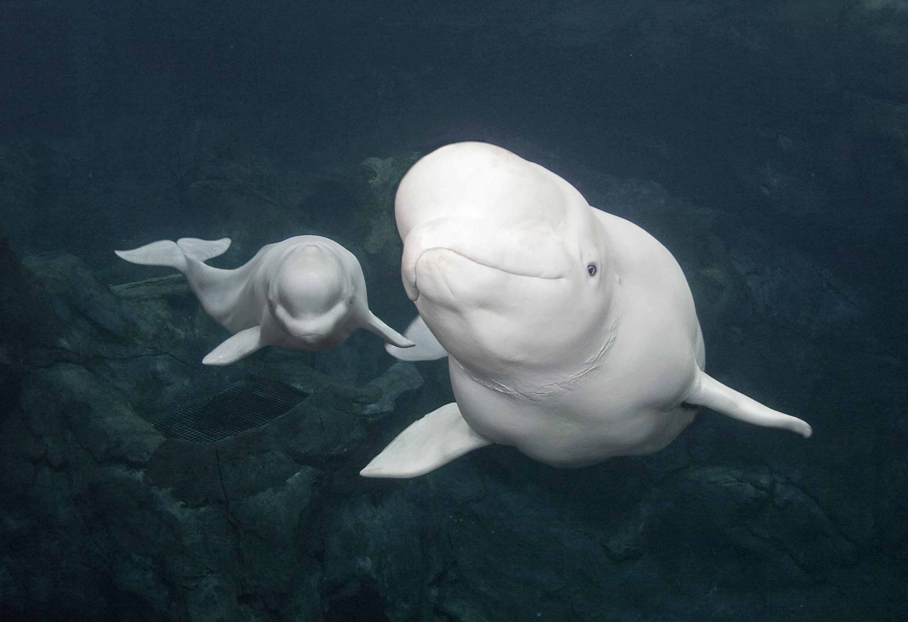 image For > Beluga Whale Wallpaper