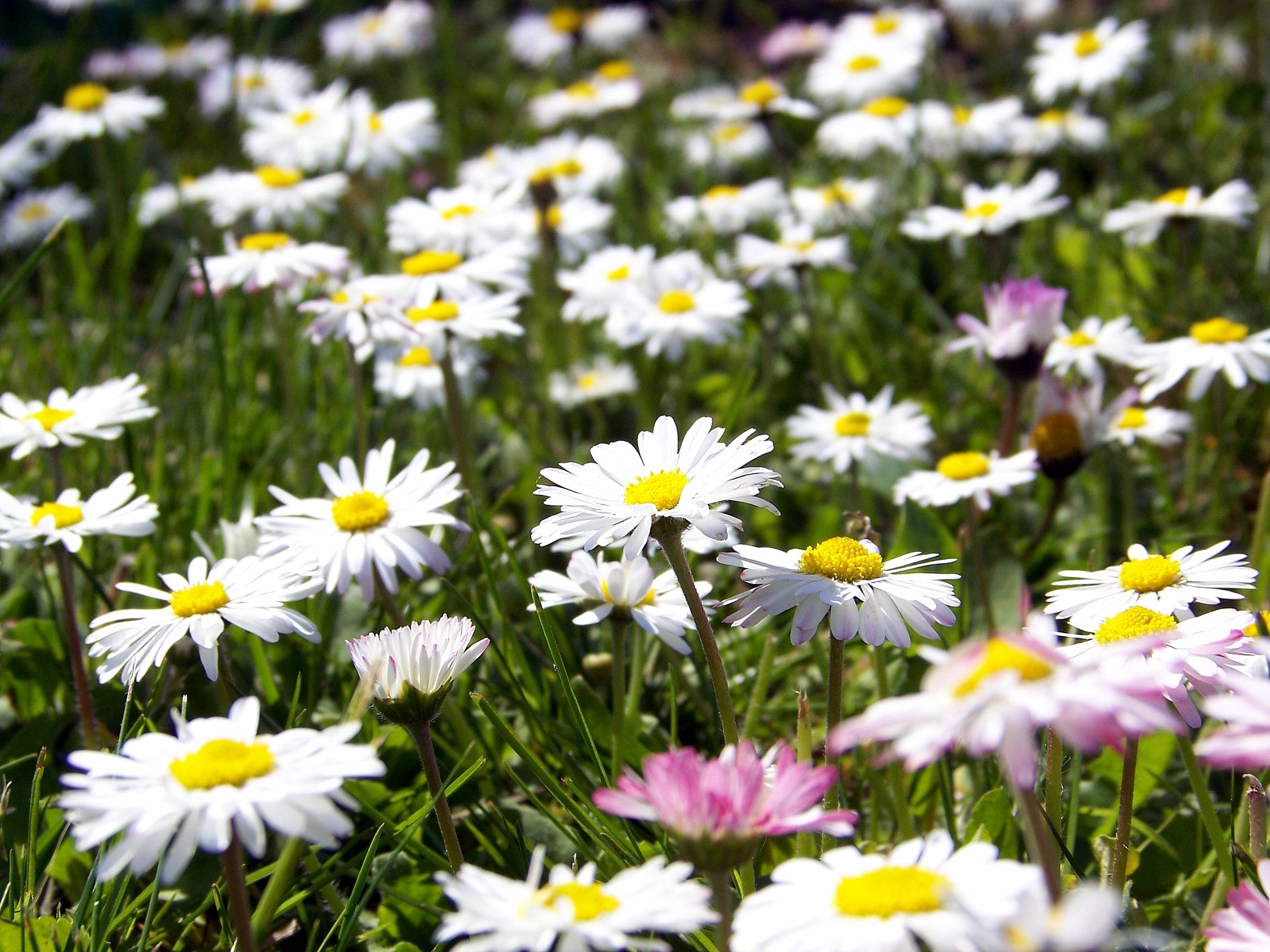 Summer Flower Backgrounds - Wallpaper Cave