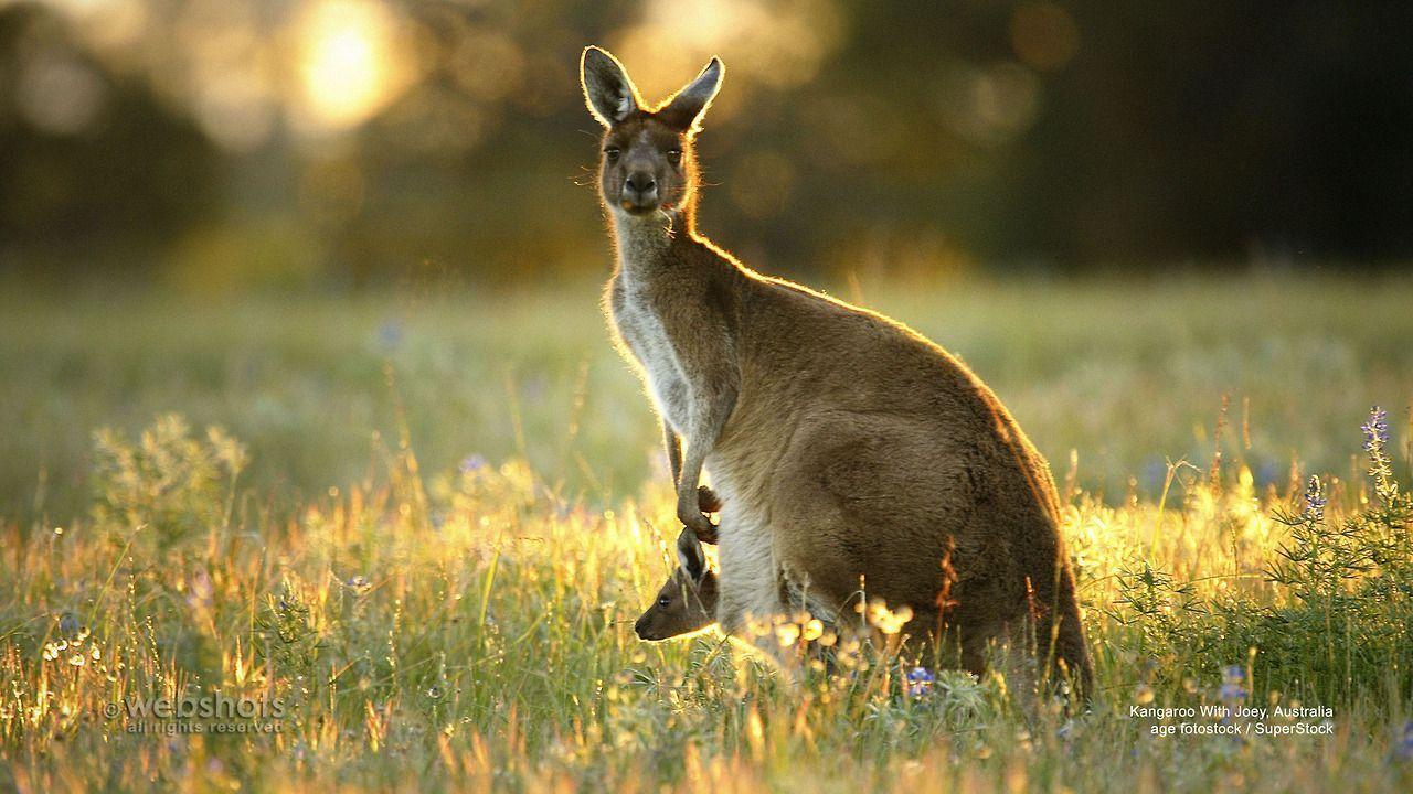 Australian Kangaroo And Joey Image & Picture