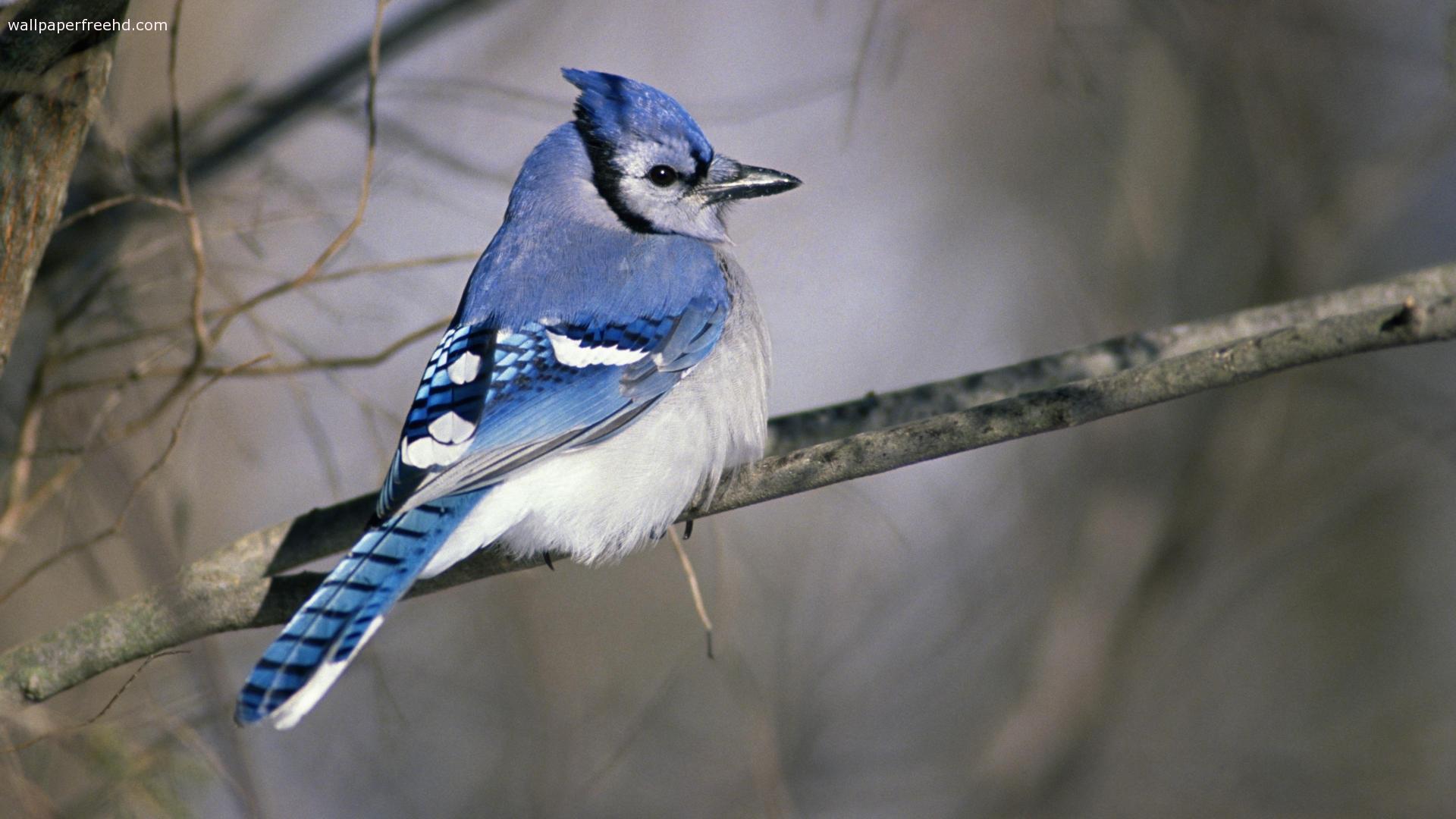 Animals For > Blue Bird Wallpaper
