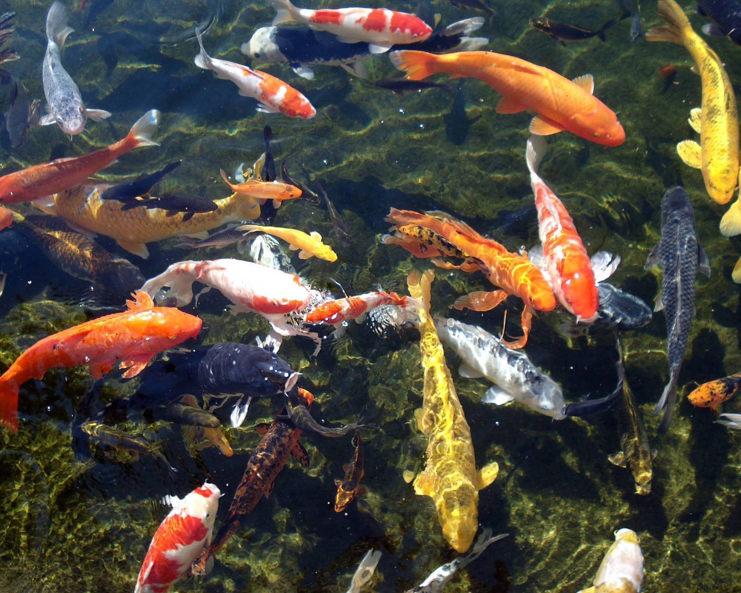 Koi fish in the pond Wallpaper