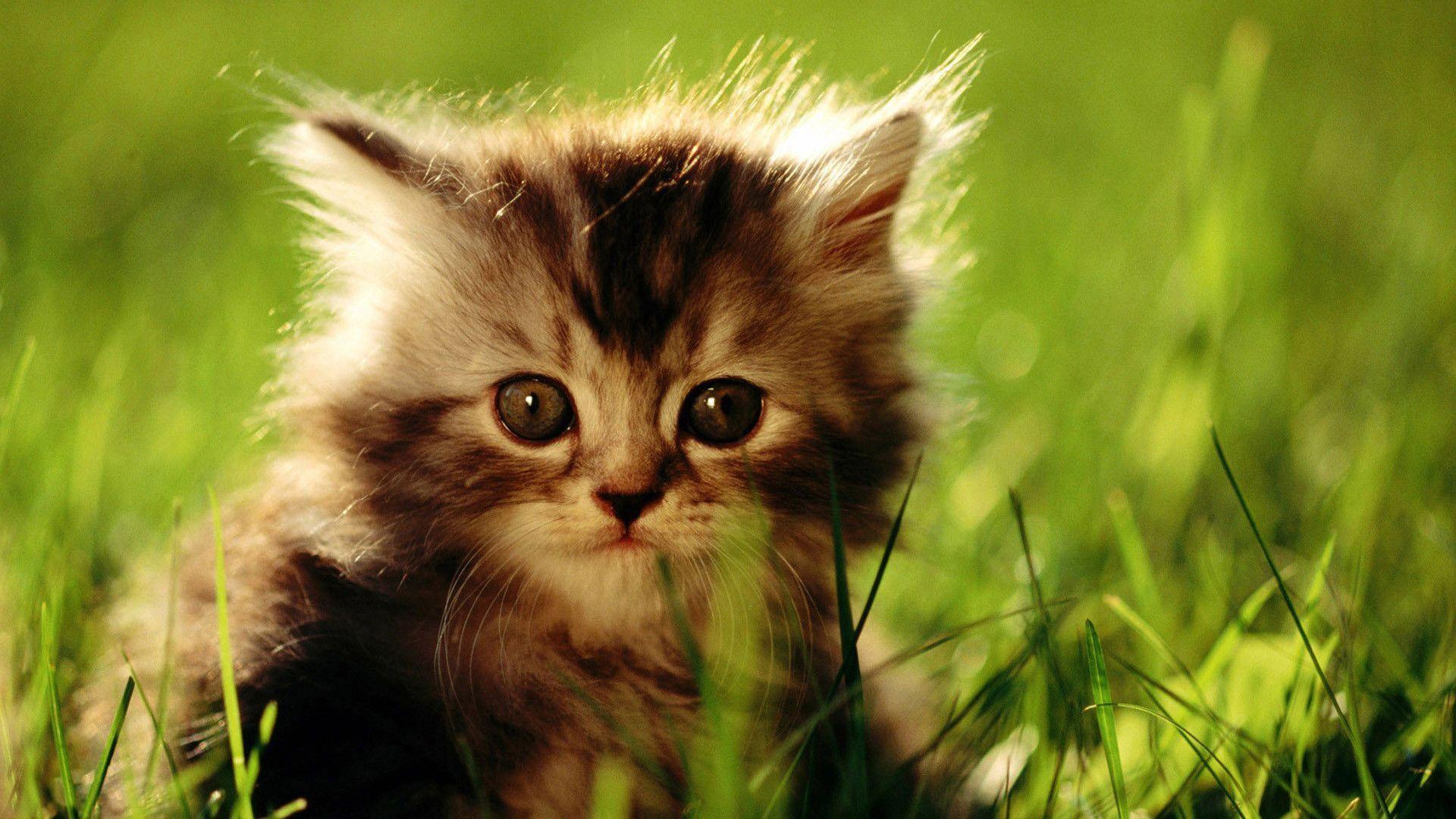 Pin 1920x1080 Wallpaper Kitten Cat Grass Green Furry
