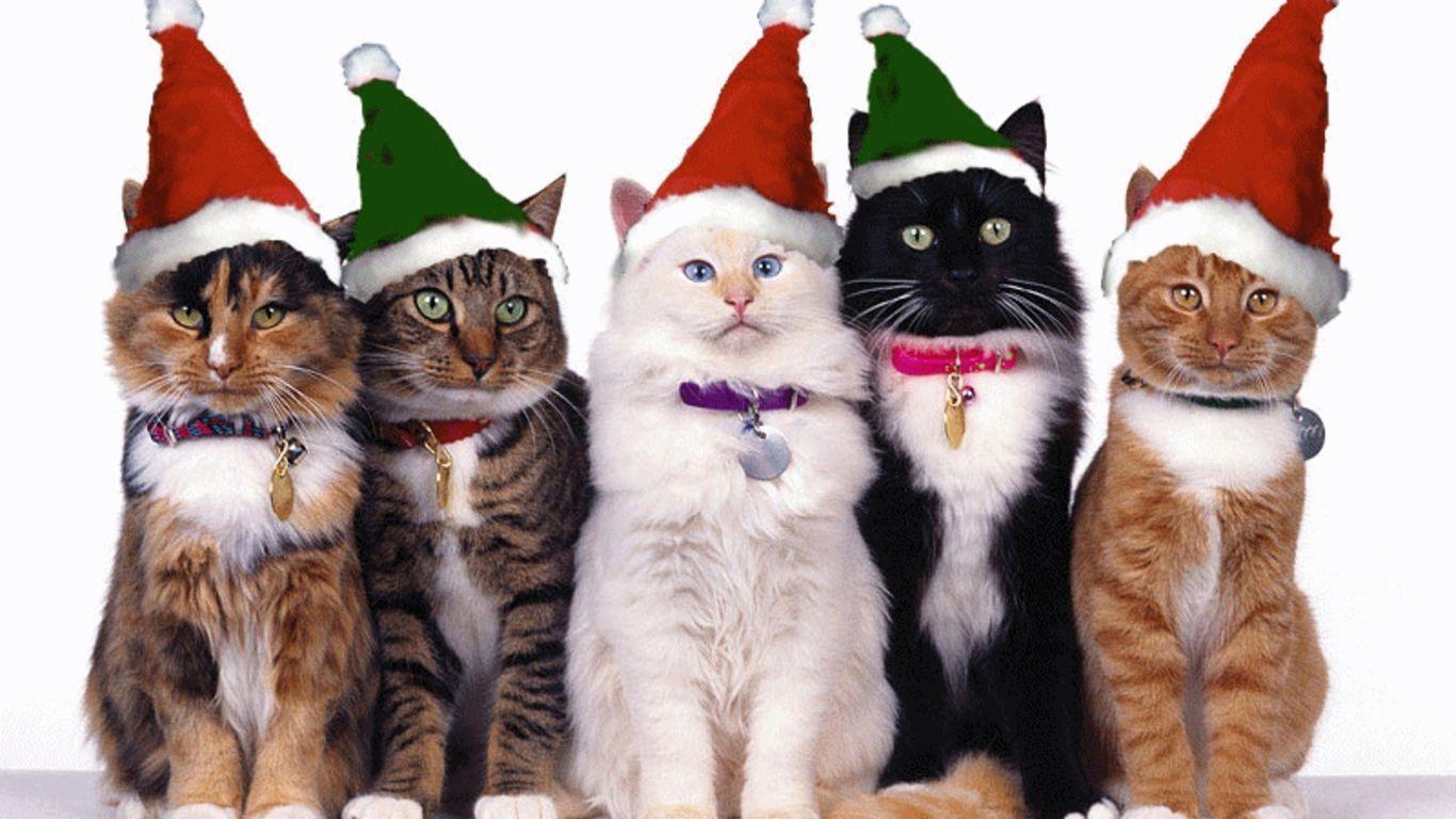 Christmas Cat Wallpaper HD Image & Picture