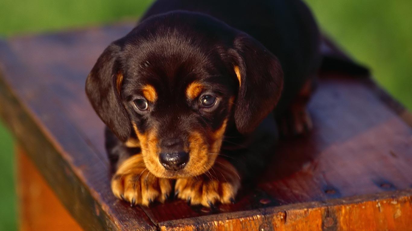 Desktop Wallpaper · Gallery · HD Notebook · Coonhound puppy